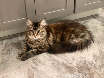 Bellah Boo pretty brown purebred female maine coon curled up on a kitchen floor.