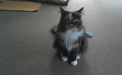 Bella