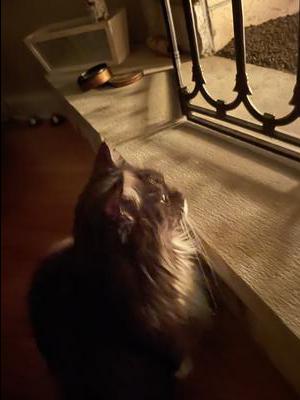 tuxedo smoke maine coon gazing into fireplace.