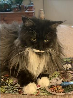 closeup of tuxedo smoke kitty.