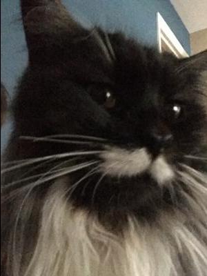 pretty female tuxedo smoke maine coon.