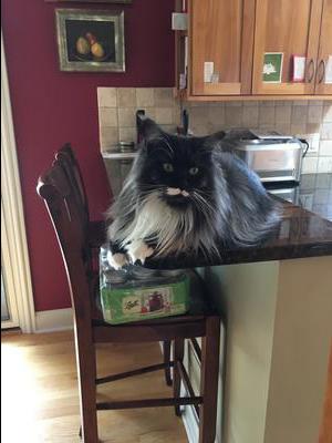 female tuxedo smoke maine coon sitting on kitchen counter.