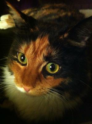 Bellatrix