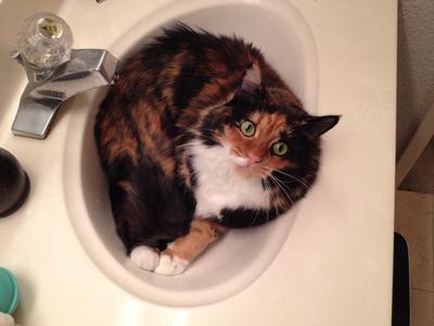 Bellatrix