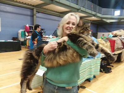 purebred brown tabby maine coon at a cat show