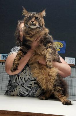 Ben Cartwright purebred brown tabby maine coon at a cat show