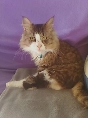Benji