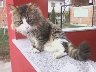 Benji