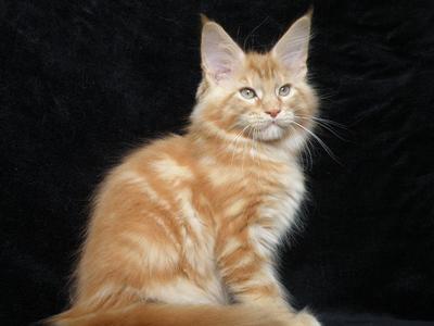 Max