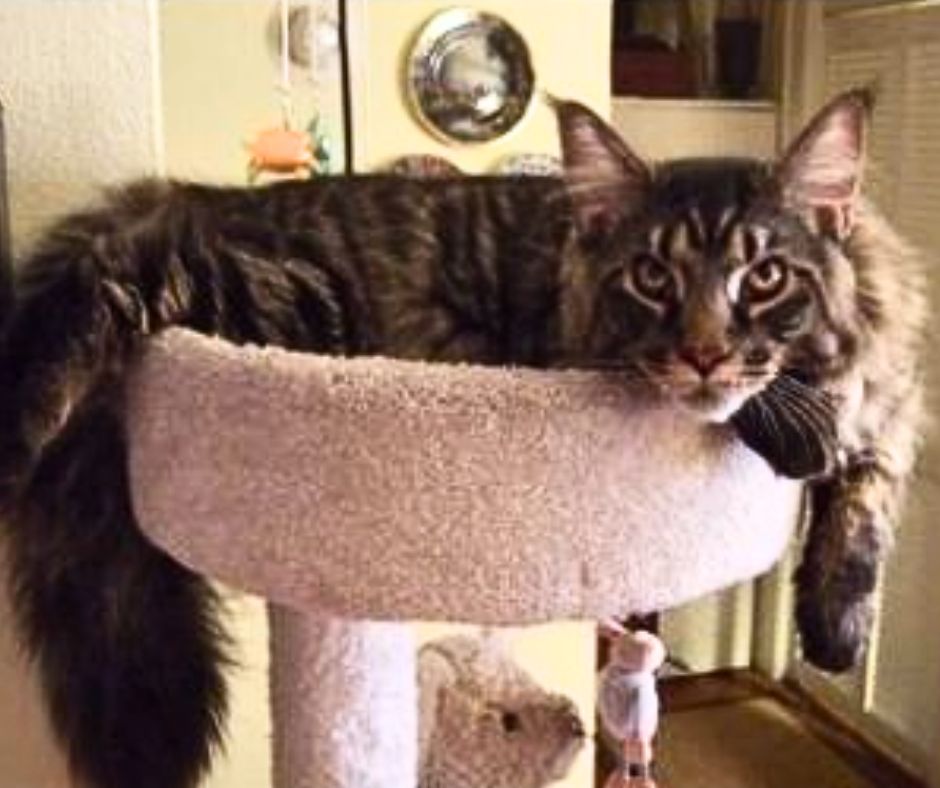 brown tabby with mackerel markings.