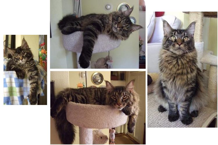 bentley the purebred brown tabby maine coon