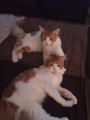 Benton & Winston - Twin Brothers