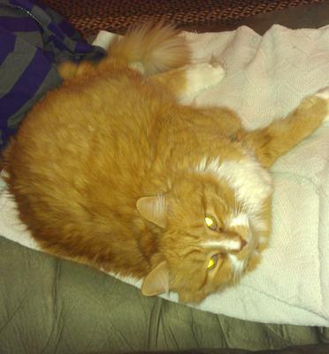 Bernard