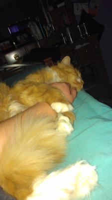 Bernard
