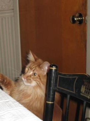 Bert at the dinner table