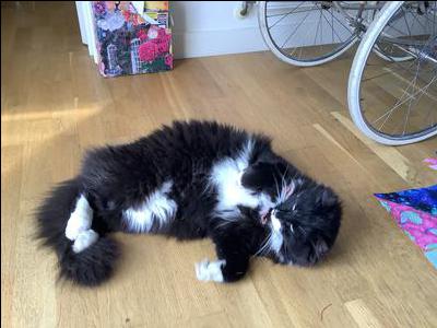black and white cat rolling around on a wooden floor.