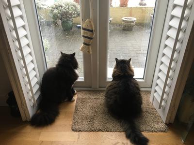 two cats looking out a black door together.