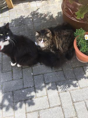 two fluffy kitties on a patio.