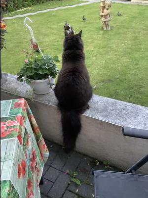back side view of a fluffy cat on a ledge overlooking a large green lawn.