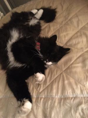 black and white cat sprawled out on a bed.