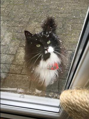 black and white coon cat in snow.