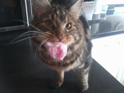 Bertie