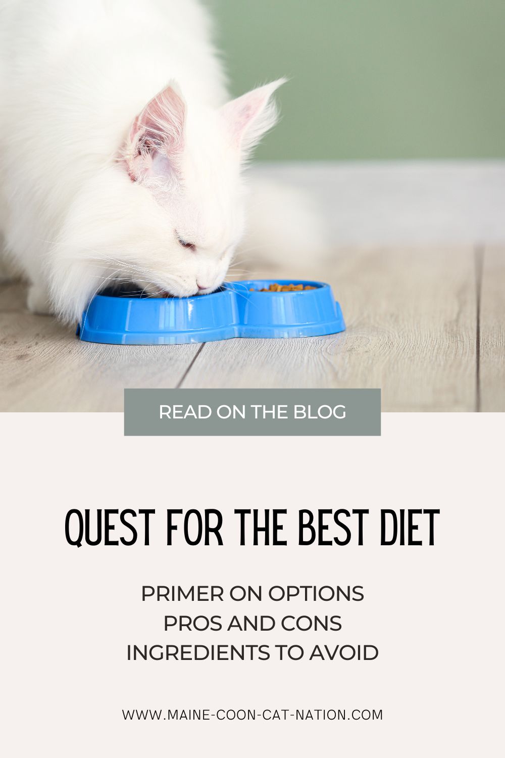 Quest for the Best Cat Diet quest for the best diet pin for pinterest