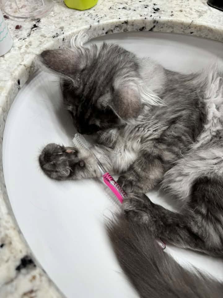 Gray Maine Coon kitten sleeping on its back in a bathroom sink.