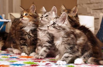 fluffy brown maine coon kittens