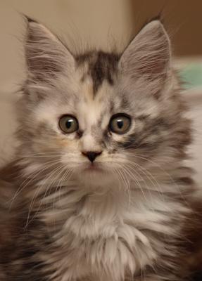 Betty's kitten