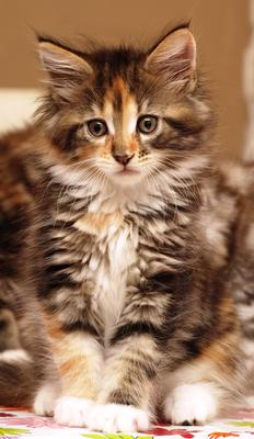 Betty's kitten
