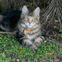 Royce big brown boy cat