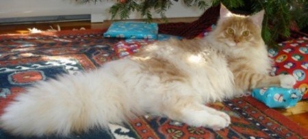 big fluffy maine coon under christmas tree