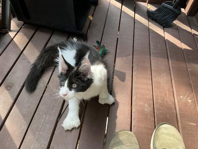 black and white polydactyl maine coon kitten.