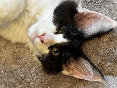 Big Foot black and white upside down face of maine coon kitten with big ears.