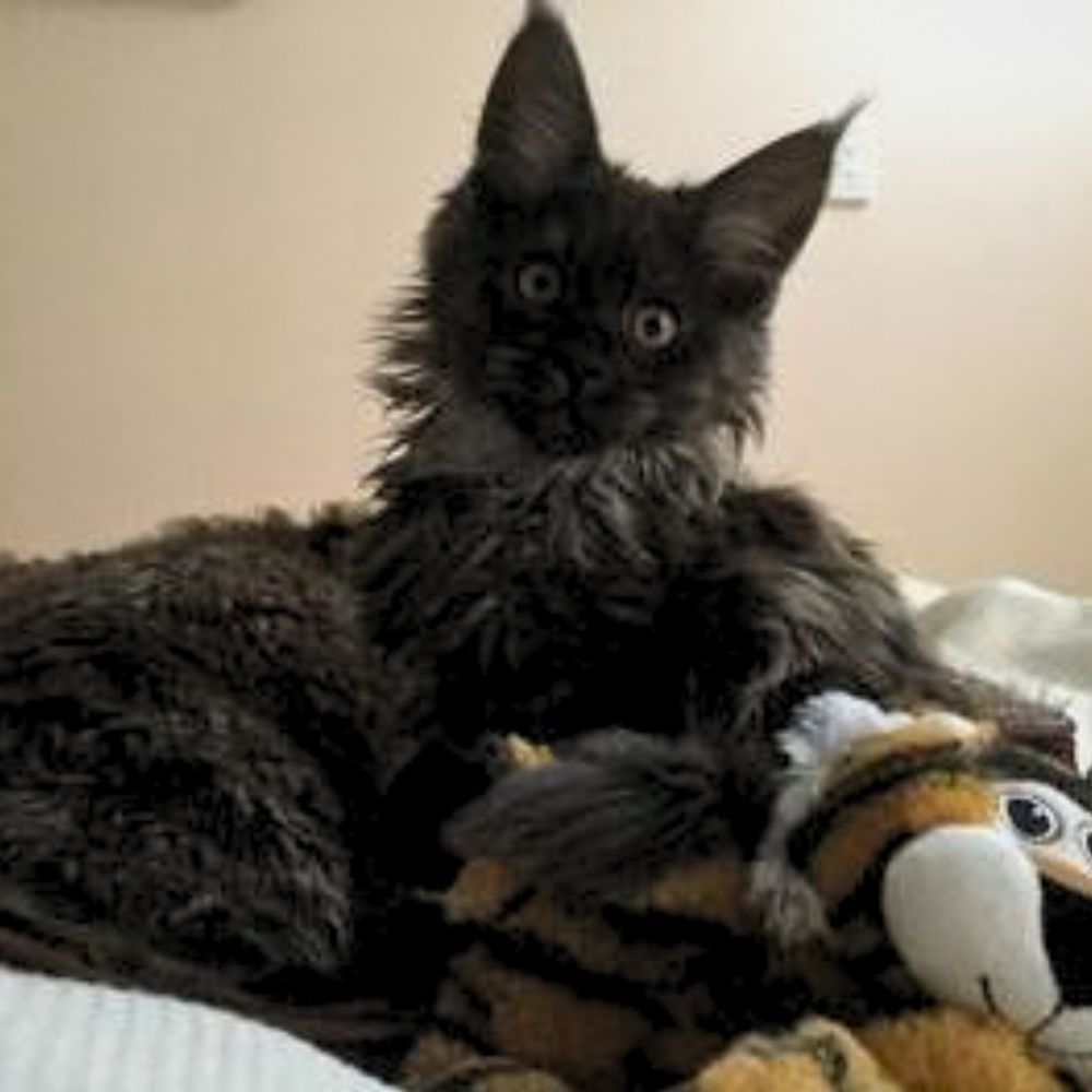 Georgina black maine coon kitten with big ears and inquisitive expression.