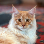 sweet faced young red silver maine coon male.