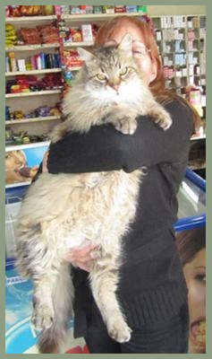 big fluffy maine coon being held by woman.