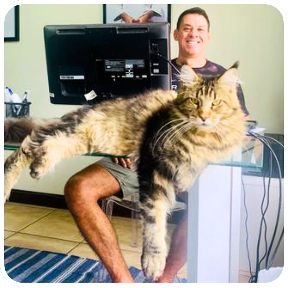huge maine coon in foreground on a desk with man in background