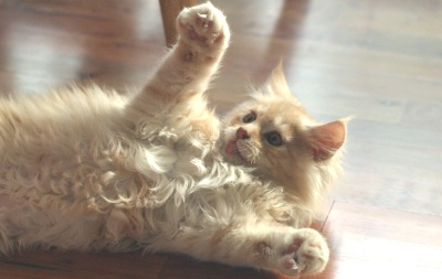 Young Leo silly kitten