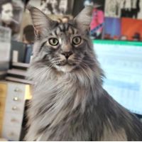 Biscuit big tabby maine coon cat
