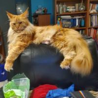 Magnus big red maine coon on chair back