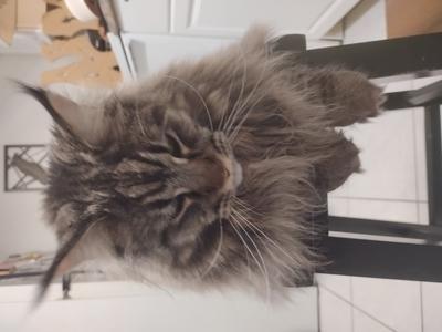Binx brown tabby coonies on a kitchen stool looking down.