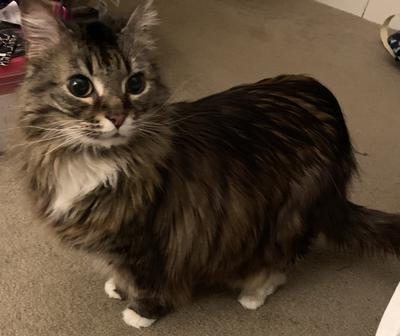 Nalla cute longhaired brown kitty with white paws.