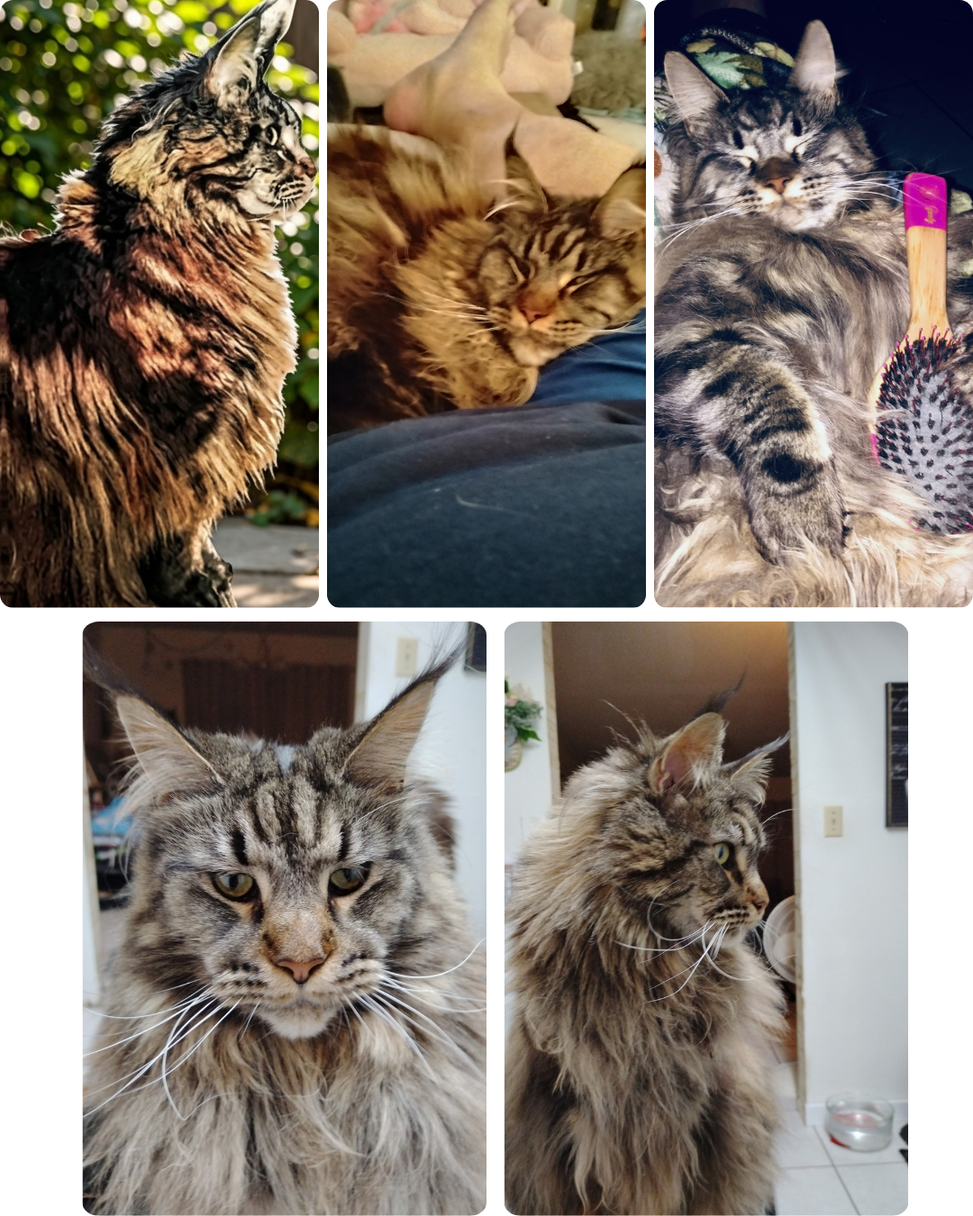 collage of fluffy tabby cat portraits and cozy moments, including close-ups and a playful gift-wrapping scene.