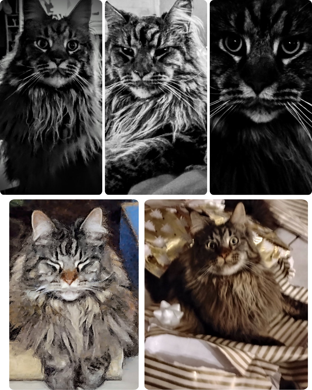 collage of long-haired tabby cat lounging, sleeping, and outdoor profile photos.