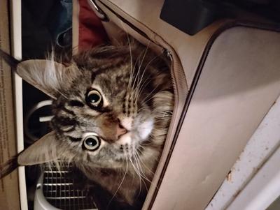 facial closeup of a purebred brown tabby maine coon cat in a suitcase looking intently. facial closeup of a purebred brown tabby maine coon cat in a suitcase looking intently.