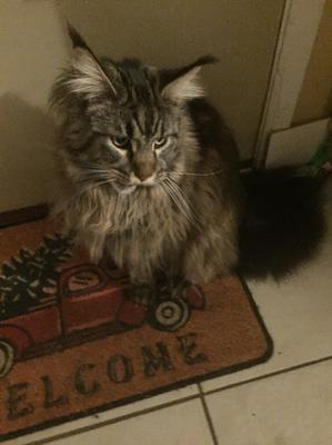 Binx brown tabby female maine coon seated on a doormat.