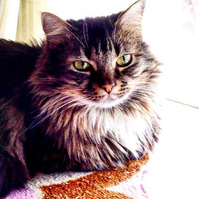 Binx cute domestic medium haired mix breed kitty.