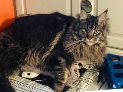 Binx female brown tabby maine coon cat laying on a kitchen floor.